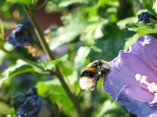 bumblebee 4